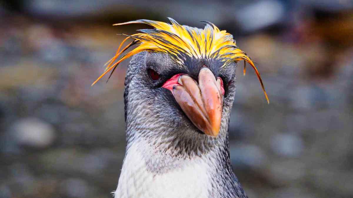 PenguinWorld
